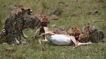 Cheetah (Acinonyx jubatus) mother sitting beside freshly killed Impala (Aepyceros melampus) as cubs eat. One cub enters frame and drags carcass backwards, leaving frame.  Masai-Mara Game Reserve, Keny...