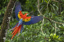 Central American scarlet macaw (Ara macao cyanopterus) landing in rainforest, Lacandon rainforest, Montes Azules Biosphere Reserve, Chiapas, Mexico.