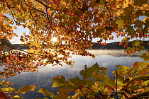 Sunrise illuminating mist rising from the surface of Walden Pond, through branches of Maple (Acer sp.) tree with autumnal foliage, Walden Pond, Concord, Massachusetts, USA. November, 2023. The locatio...