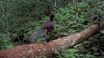 Superb lyrebird (Menura novaehollandiae) males compete for position on log, with some taking flight onto the ground beside log when chased off by other males, South East Forests, New South Wales, Aust...