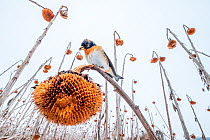 Brambling (Fringilla montifringilla) feeding on sunflower seeds in a field that could not be cut due to high water levels, Lower Silesia, Poland. Winner of Birds in the Environment category of Bird Ph...