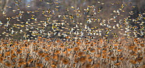 Bramblings (Fringilla montifringilla), European goldfinches (Carduelis carduelis), Greenfinches (Chloris chloris) and Common linnets (Linaria cannabina) in flight over field of Sunflower (Helianthus a...