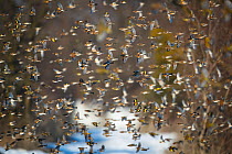Bramblings (Fringilla montifringilla), European goldfinches (Carduelis carduelis), Greenfinches (Chloris chloris) and Common linnets (Linaria cannabina) flock in flight in winter, Lower Silesia, Polan...
