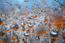 Bramblings (Fringilla montifringilla) and European goldfinch (Carduelis carduelis) flock in flight over field of Sunflowers (Helianthus annuus) in falling snow, Lower Silesia, Poland. February.