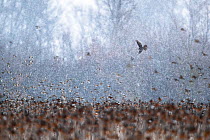 Eurasian sparrowhawk (Accipiter nisus) hunting flock of Bramblings (Fringilla montifringilla) in falling snow, Lower Silesia, Poland. February.