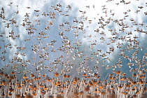 Bramblings (Fringilla montifringilla) flock in flight over field of Sunflowers (Helianthus annuus), Lower Silesia, Poland. February.