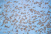 Bramblings (Fringilla montifringilla) flock in flight, Lower Silesia, Poland. February.