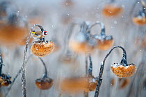 European goldfinch (Carduelis carduelis), Lower Silesia, Poland. February. Winner of Fritz Poelking Youth Prize in GDT European Photographer of the Year 2023 competition.