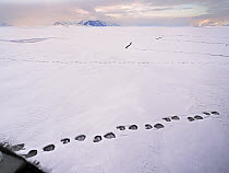 Polar bear (Ursus maritimus) footprints on ice, Svalbard, Norway. May.