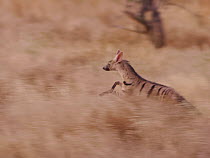 Aardwolf (Proteles cristata) hunting in grassland, Samburu, Kenya.