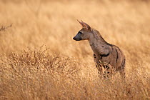 Aardwolf (Proteles cristata) hunting in grassland, Samburu, Kenya.