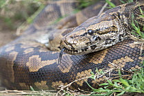 Central African rock python (Python sebae) coiled up resting, Serengeti National Park, Tanzania.