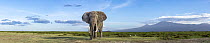 African elephant (Loxodonta africana) feeding on short grass, with Mount Kilimanjaro in the background, Amboseli National Park, Kenya. Endangered.