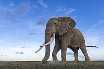 African elephant (Loxodonta africana) feeding on short grass, Amboseli National Park, Kenya. Endangered.