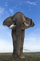 African elephant (Loxodonta africana) portrait, Amboseli National Park, Kenya. Endangered.