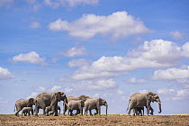 African elephant (Loxodonta africana) herd walking across savanna under cloudy sky, Amboseli National Park, Kenya. Endangered.