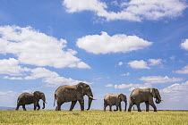 African elephant (Loxodonta africana) herd walking across savanna under cloudy sky, Amboseli National Park, Kenya. Endangered.