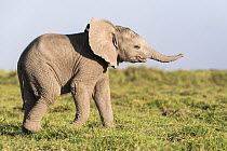 African elephant (Loxodonta africana) calf, portrait, Amboseli National Park, Kenya. Endangered.