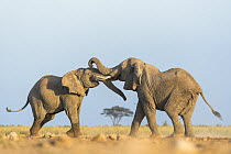 Two African elephants (Loxodonta africana) juvenile bulls, testing their strength against each other, playfighting, Amboseli National Park, Kenya. Endangered.