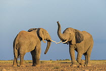 Two African elephants (Loxodonta africana) juvenile bulls, testing their strength against each other, playfighting, Amboseli National Park, Kenya. Endangered.
