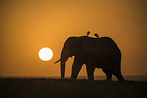 African elephant (Loxodonta africana) bull silhouetted in front of the setting sun, with Cattle egrets (Bubulcus ibis) perched on its back, Amboseli National Park, Kenya Endangered.