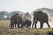 African elephant (Loxodonta africana) cows and calves herd rushing towards a water hole, Amboseli National Park, Kenya. Endangered.