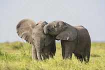 Two African elephant (Loxodonta africana) calves playing, Amboseli National Park, Kenya. Endangered.