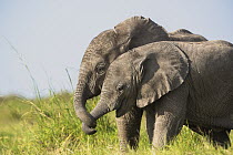 Two African elephant (Loxodonta africana) calves playing, Amboseli National Park, Kenya. Endangered.