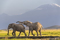 Two African elephant (Loxodonta africana) bulls socialising with Mount Kilimanjaro behind, Amboseli National Park, Kenya. Endangered.