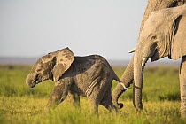 African elephant (Loxodonta africana) calf running over grassland close to its mother, Amboseli National Park, Kenya. Endangered.