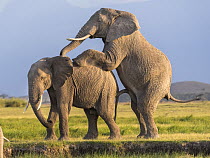Two African elephant (Loxodonta africana) bulls imitating mating  while socialising, Amboseli National Park, Kenya. Endangered.