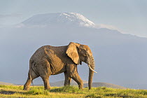 African elephant (Loxodonta africana) bull, walking in front of Mount Kilimanjaro, Amboseli National Park, Kenya. Endangered.