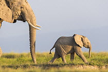African elephant (Loxodonta africana) female and calf walking across plains, Amboseli National Park, Kenya. Endangered.