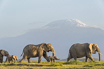 African elephant (Loxodonta africana) females and calves, walking across plain with Mount Kilimanjaro behind, Amboseli National Park, Kenya. Endangered.