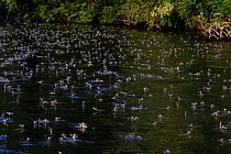 Tisza mayflies (Palingenia Longicauda) mass emergence on river, River Tisza, Hungary. June.