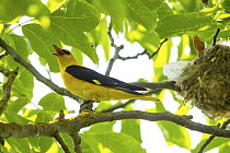 Golden oriole (Oriolus oriolus) male, perched on branch next to nest calling, chick visible in nest, Hungary. June.