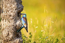 European roller (Coracias garrulus) perched at entrance to nest hole carrying food for chicks in beak, Hungary. June.