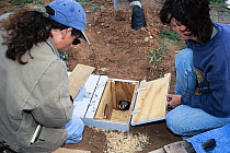 Researchers monitoring the Black-footed ferret (mustela nigripes) during the soft release program in Aubrey Valley, Arizona, USA. August, 2023. Endangered.