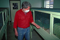 Man caring for Black-footed ferret (Mustela nigripes) at the recovery center, Sybille Research station administered by the Wyoming Game and Fish, Wyoming, USA. Captive. Endangered.