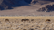 Himalayan wolf (Canis lupus chanco) pack stretching and walking out of the frame. Hanley, Ladakh, India. November.