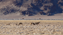 Himalayan wolf (Canis lupus chanco) pack socialising and relaxing. The individuals in the pack stretch and then walk out of the frame. Hanley, Ladakh, Indian. November.
