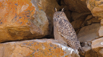 Indian eagle-owl / Rock eagle-owl (Bubo bengalensis) sleeping while perched on a rock, Hanley, Ladakh, India. November.
