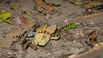 Tracking shot of Allen's coral snake (Micrurus alleni) slithering across forest floor, Osa Peninsula, Costa Rica, January.