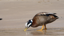 Common eider duck (Somateria mollissima) x Common mallard duck (Anas platyrhynchos) hybrid male drinking from stream on beach, Seahouses, Northumberland, England, UK, April.