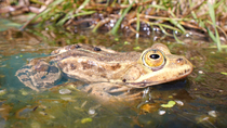 Pool frog (Pelophylax lessonae) resting in water at Celtic Reptile & Amphibian Captive Breeding and Reintroduction program, Staffordshire, England, UK, June. Captive animal.