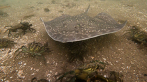 Thornback ray (Raja clavata) entering frame and feeding on Green crab (Carcinus maenas) before leaving frame, followed by Spurdog (Squalus acanthias) which swims through frame. Whiting (Merlangius mer...