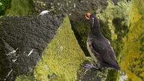 Parakeet auklet (Aethia psittacula) calling and preening whilst sitting on lichen-covered rock, St. Paul, Pribilof Islands, Alaska, USA, July.