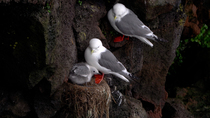 Red-legged kittiwake (Rissa brevirostris) pair perching on cliff with chick in nest, which peers out from behind parent, St. Paul, Pribilof Islands, Alaska, USA, July.