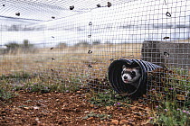 Black-footed ferret (Mustela nigripes) emerging from his tunnel at the soft release site in Aubrey, Arizona, USA. January, 2024. Endangered.