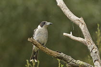 Grey butcherbird (Cracticus torquatus) perched on branch, Tasmania, Australia.